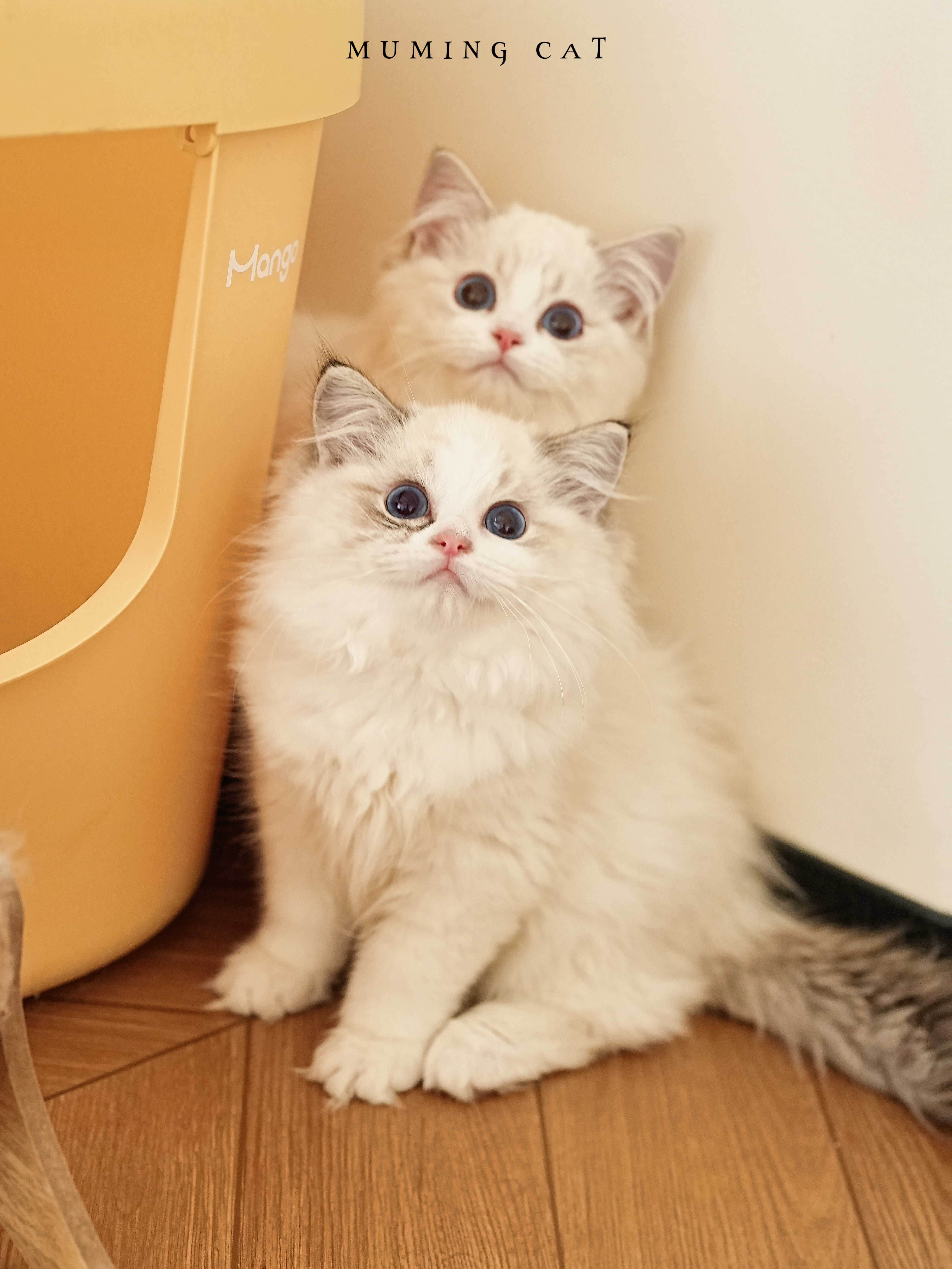 步入尴尬期的小朋友们🐾
期待度过后绽放美丽的它们🥰