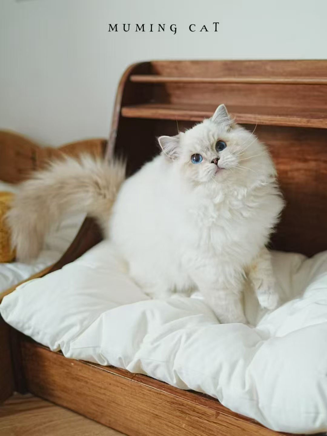 小老虎