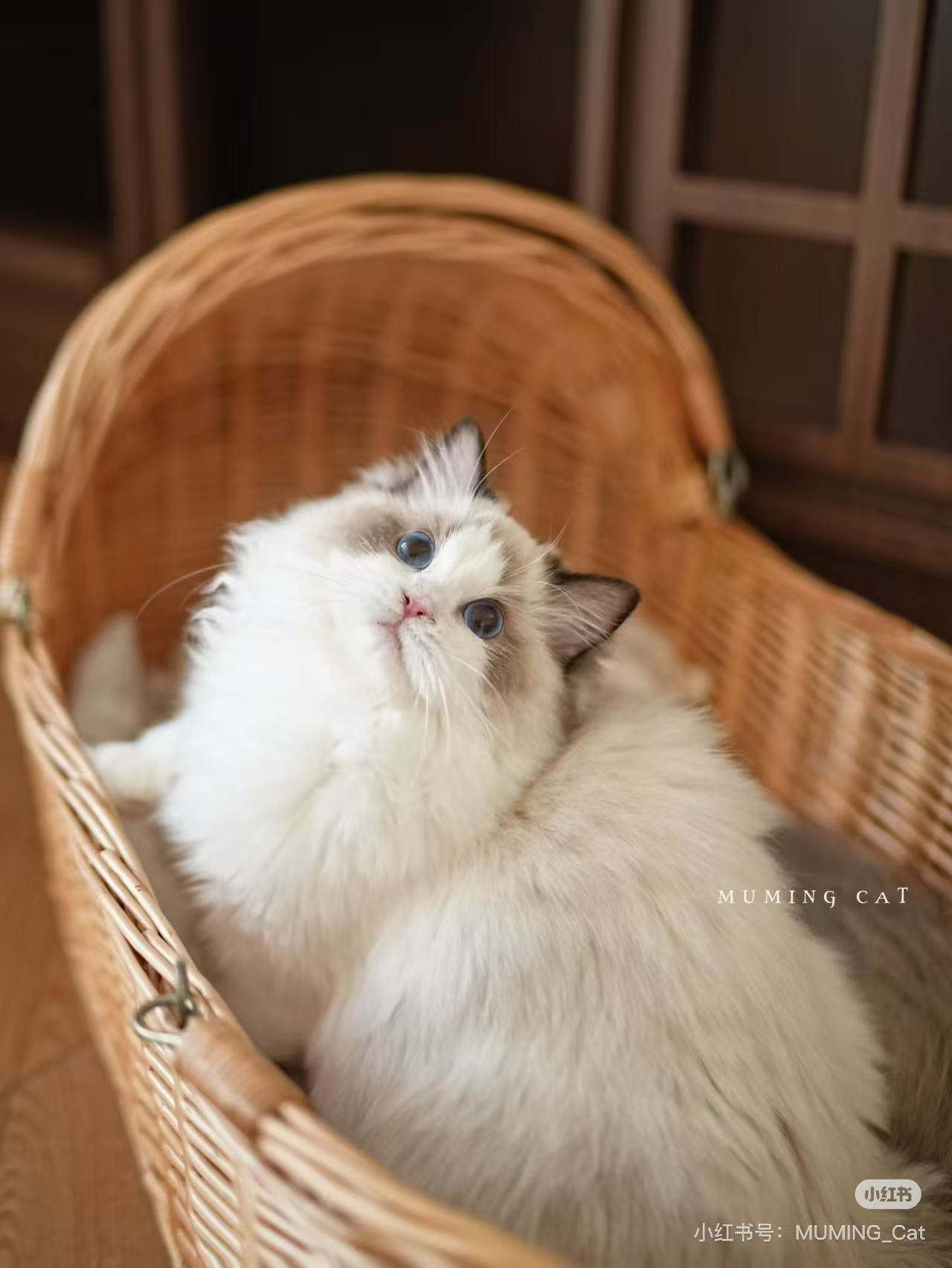 甜豆包
