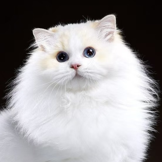 橘子