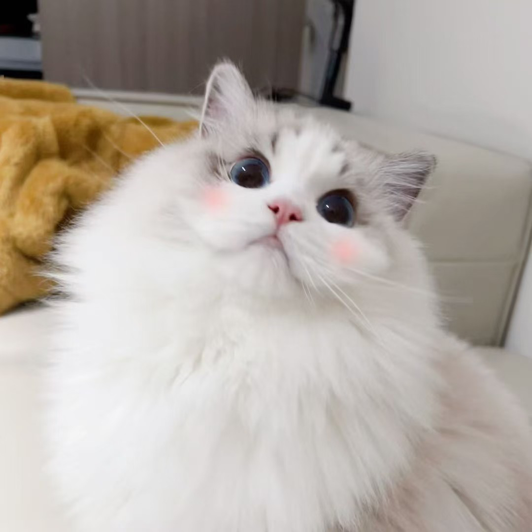啾啾