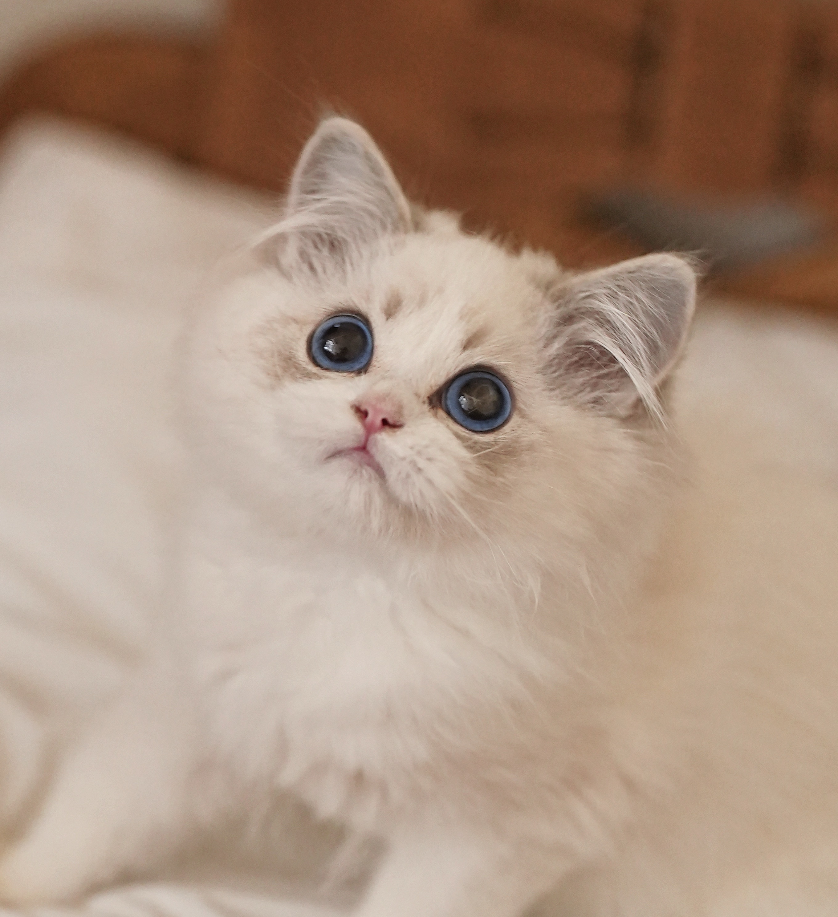 布偶猫舍