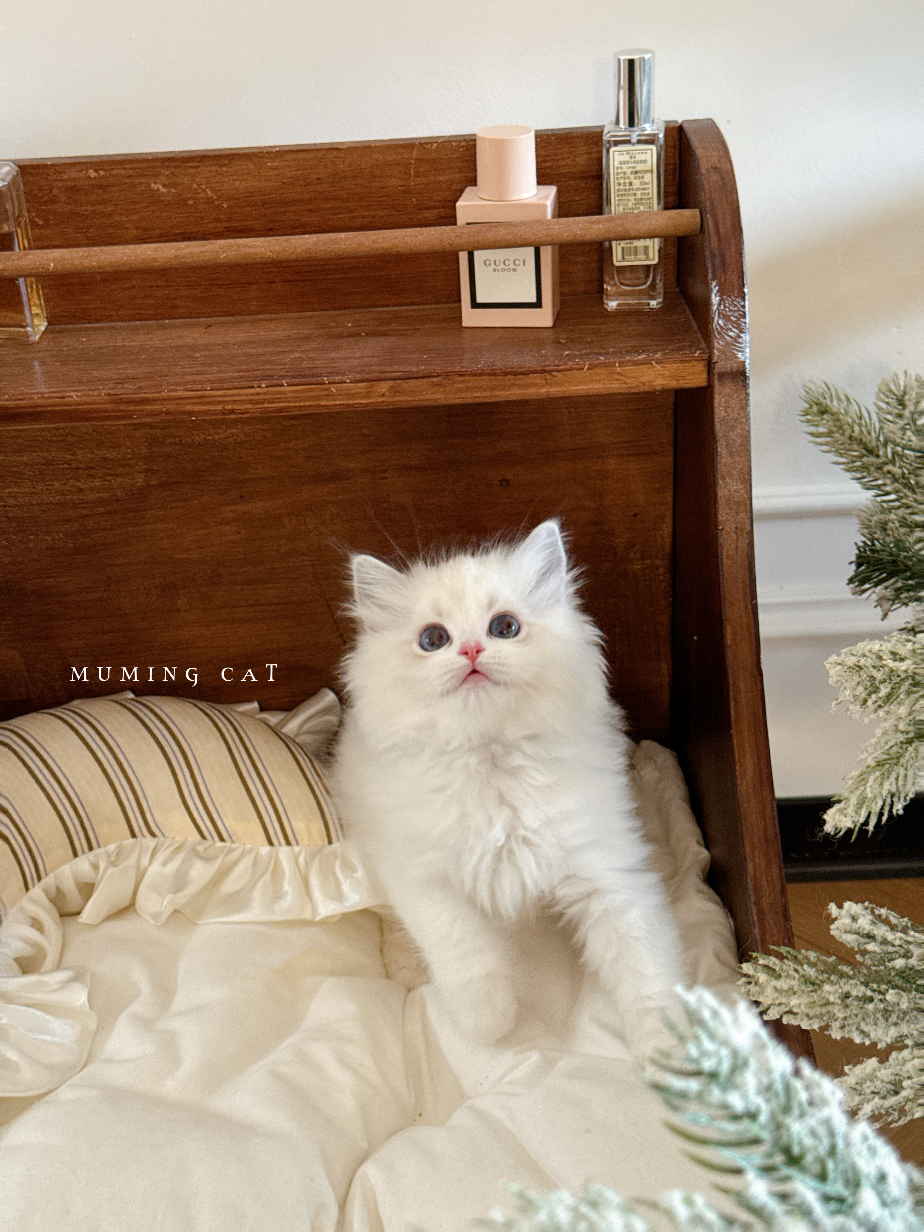 恩佐 4