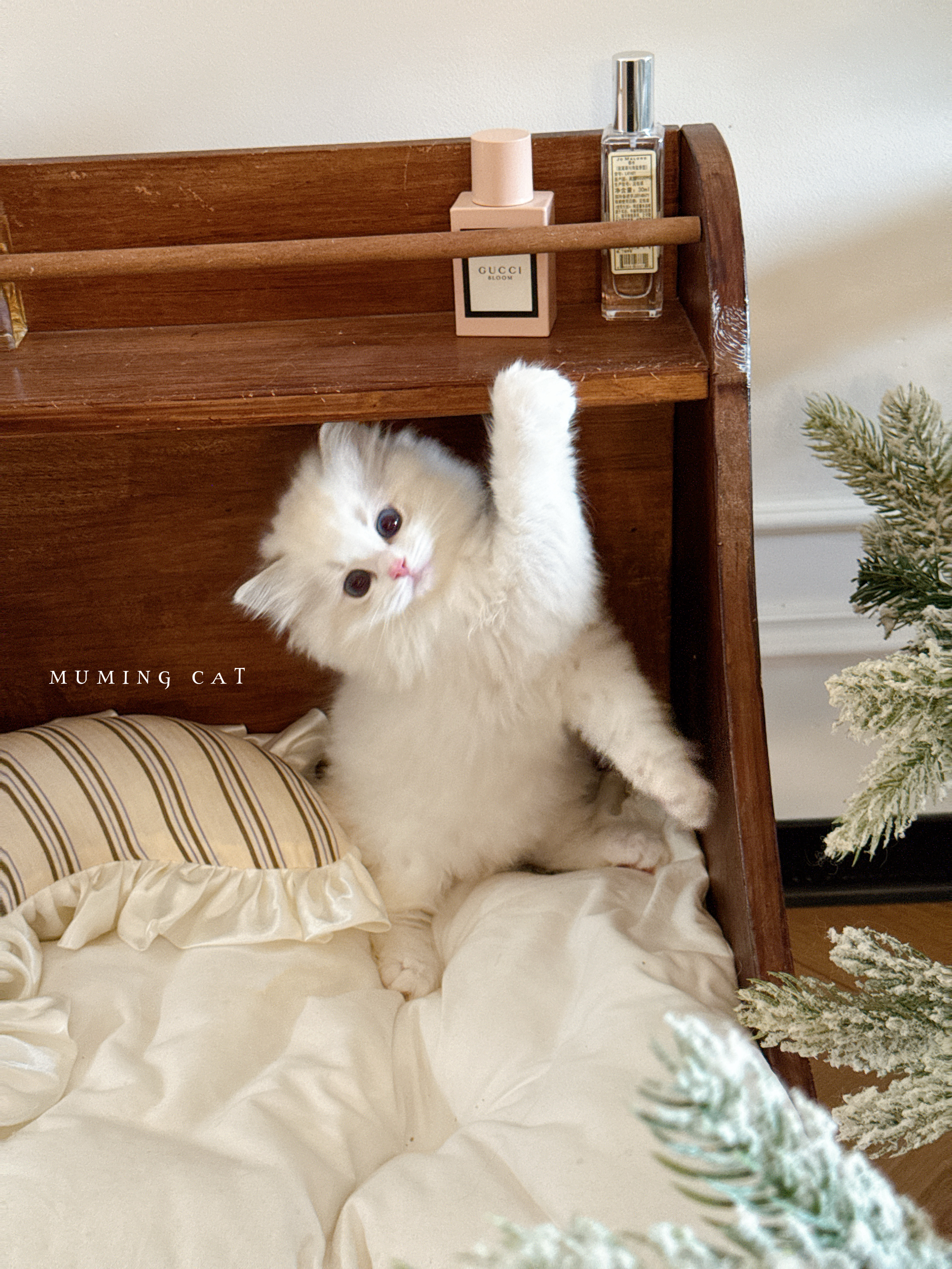 恩佐 5