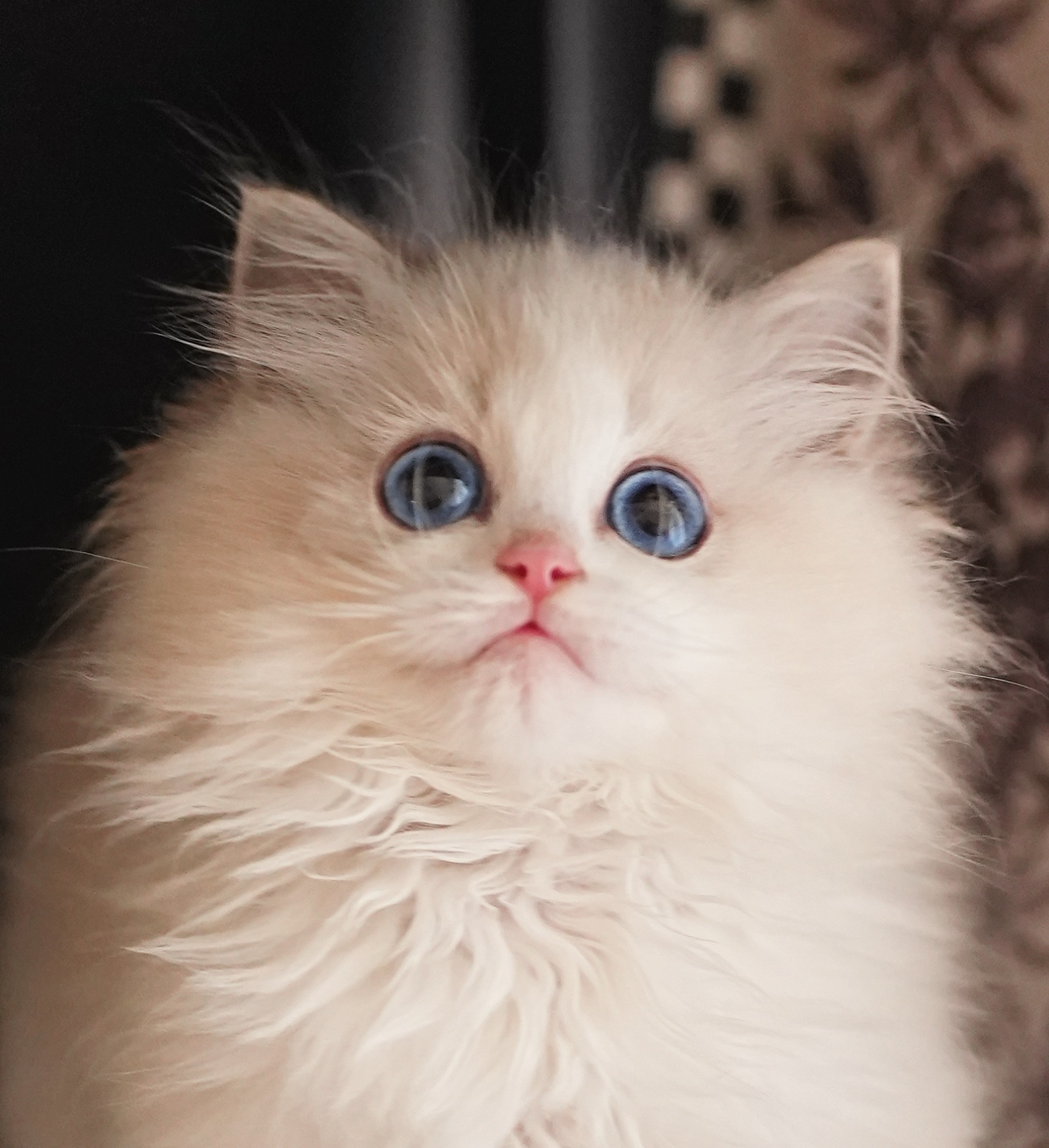 布偶猫舍