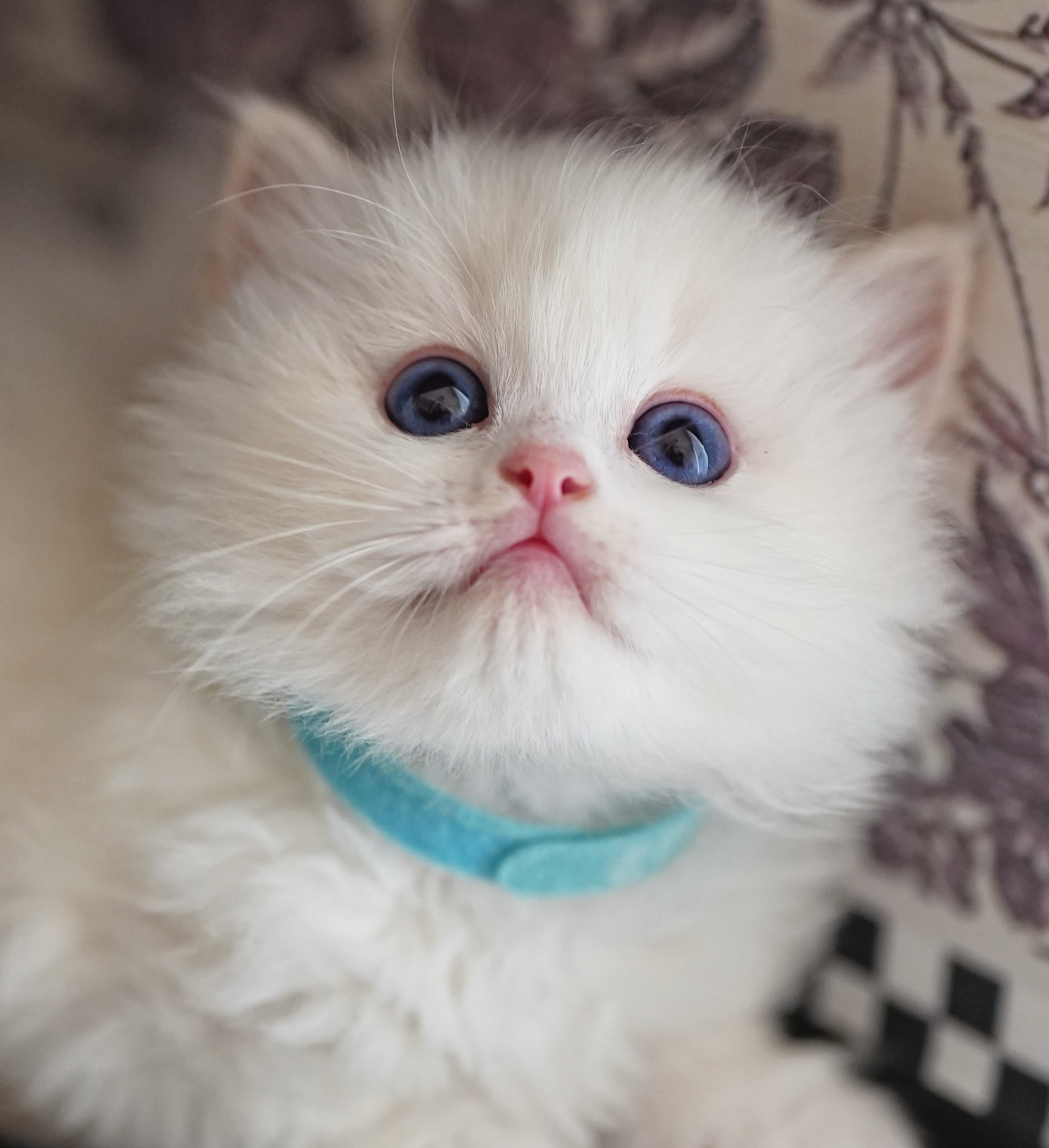 布偶猫舍