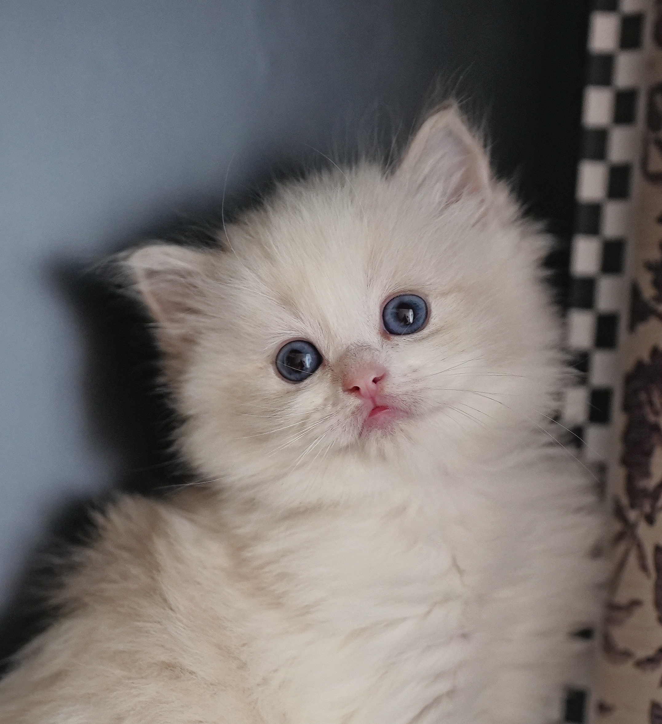布偶猫舍