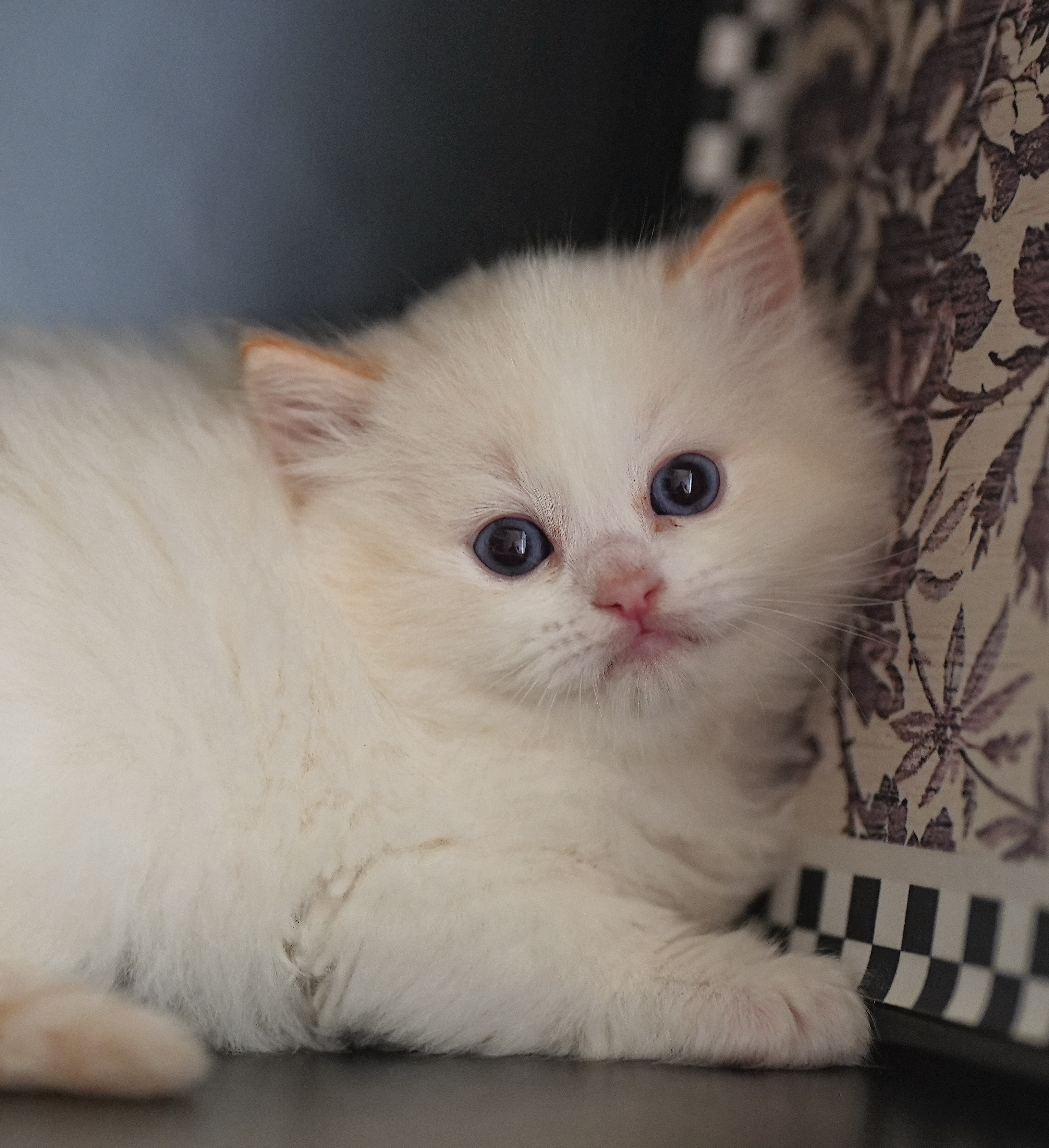 布偶猫舍
