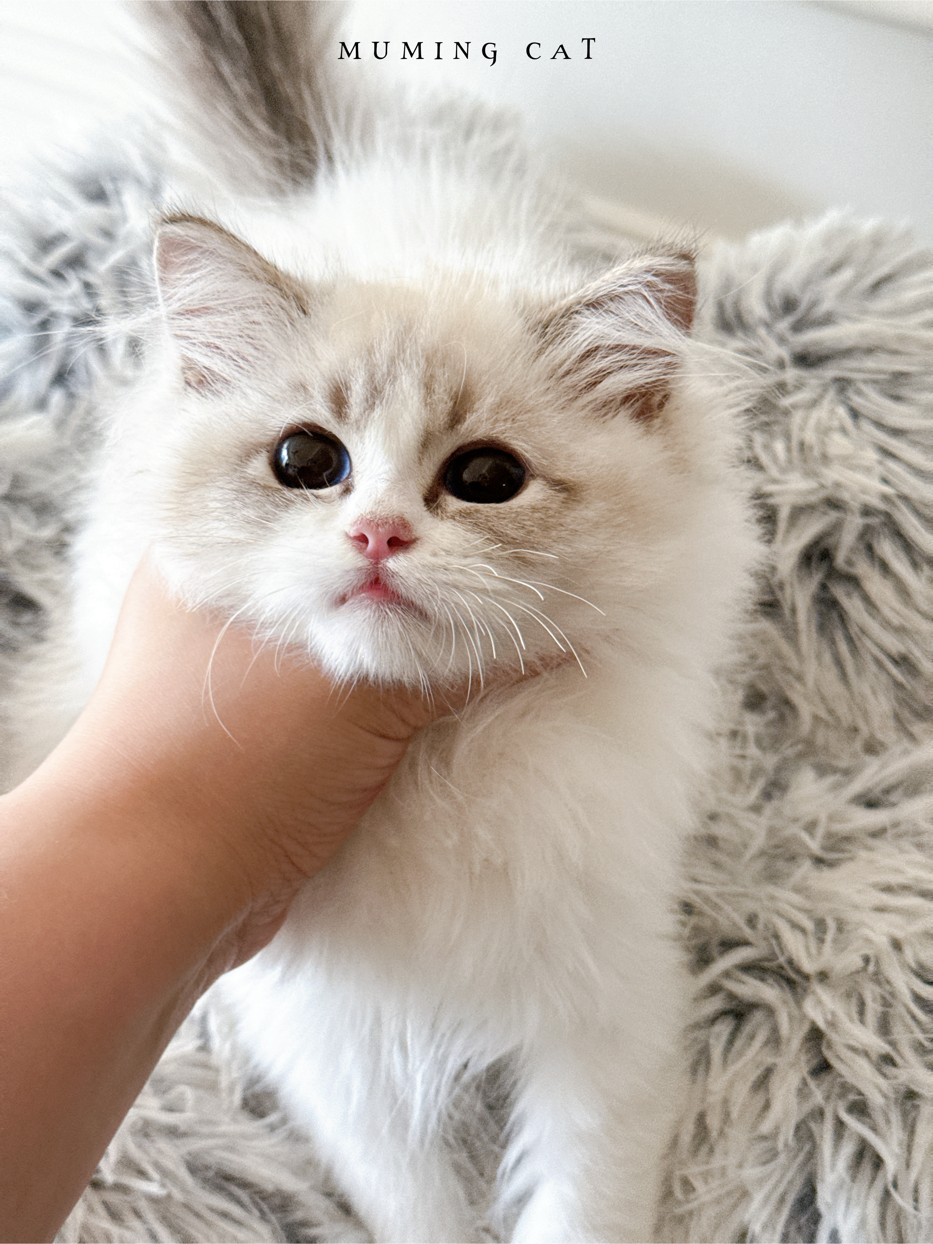 布偶猫舍