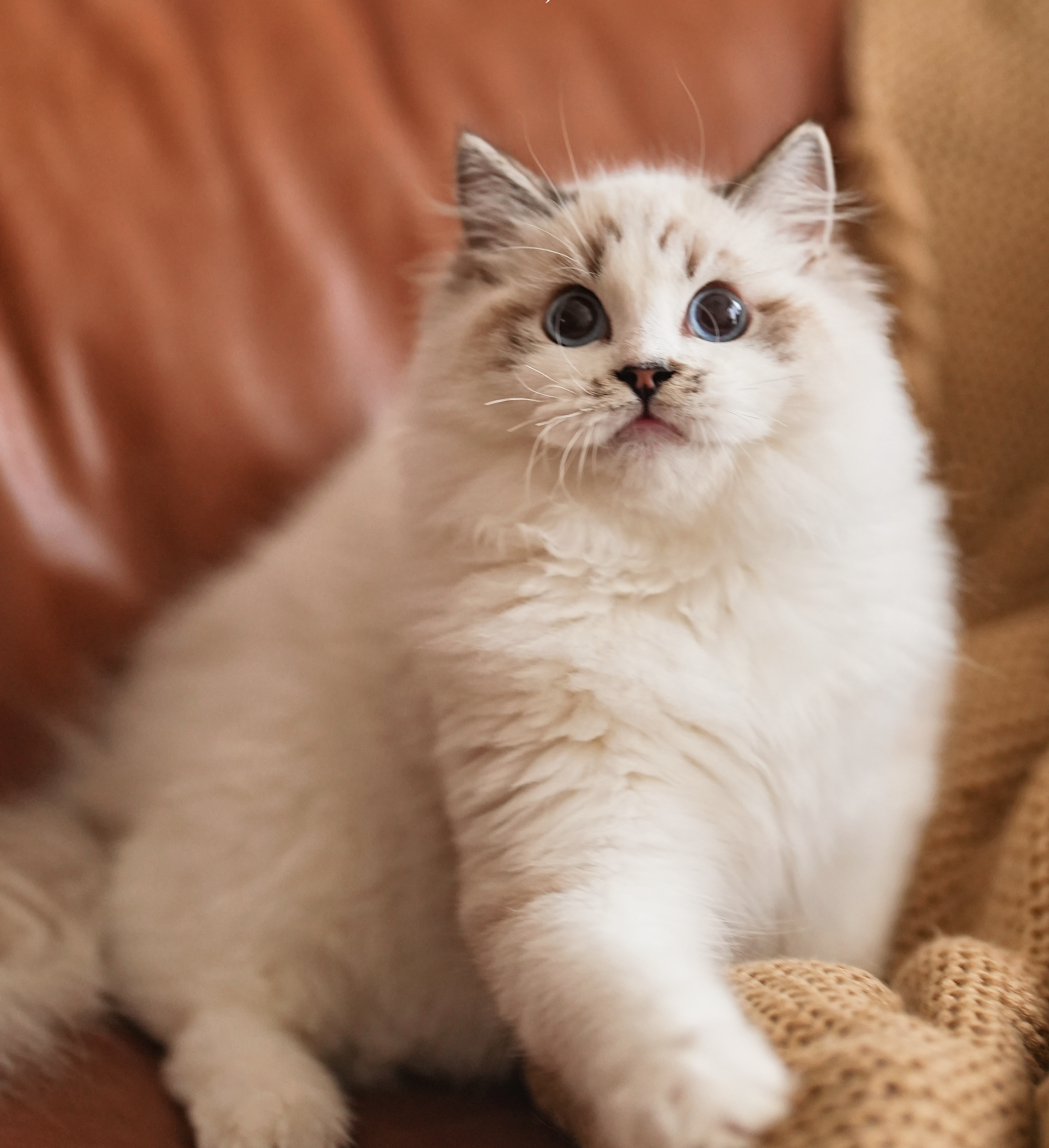 布偶猫舍