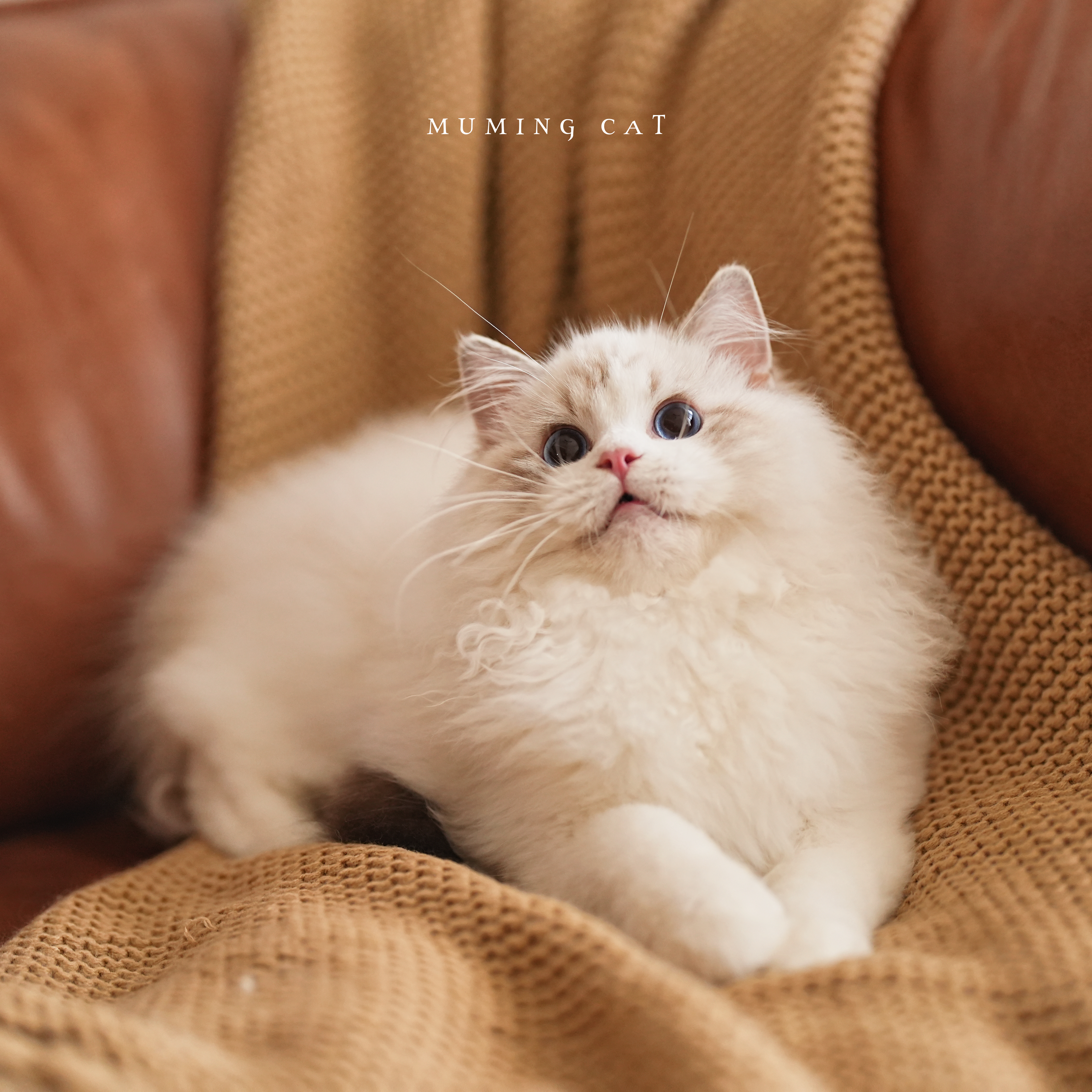 恩佐 7