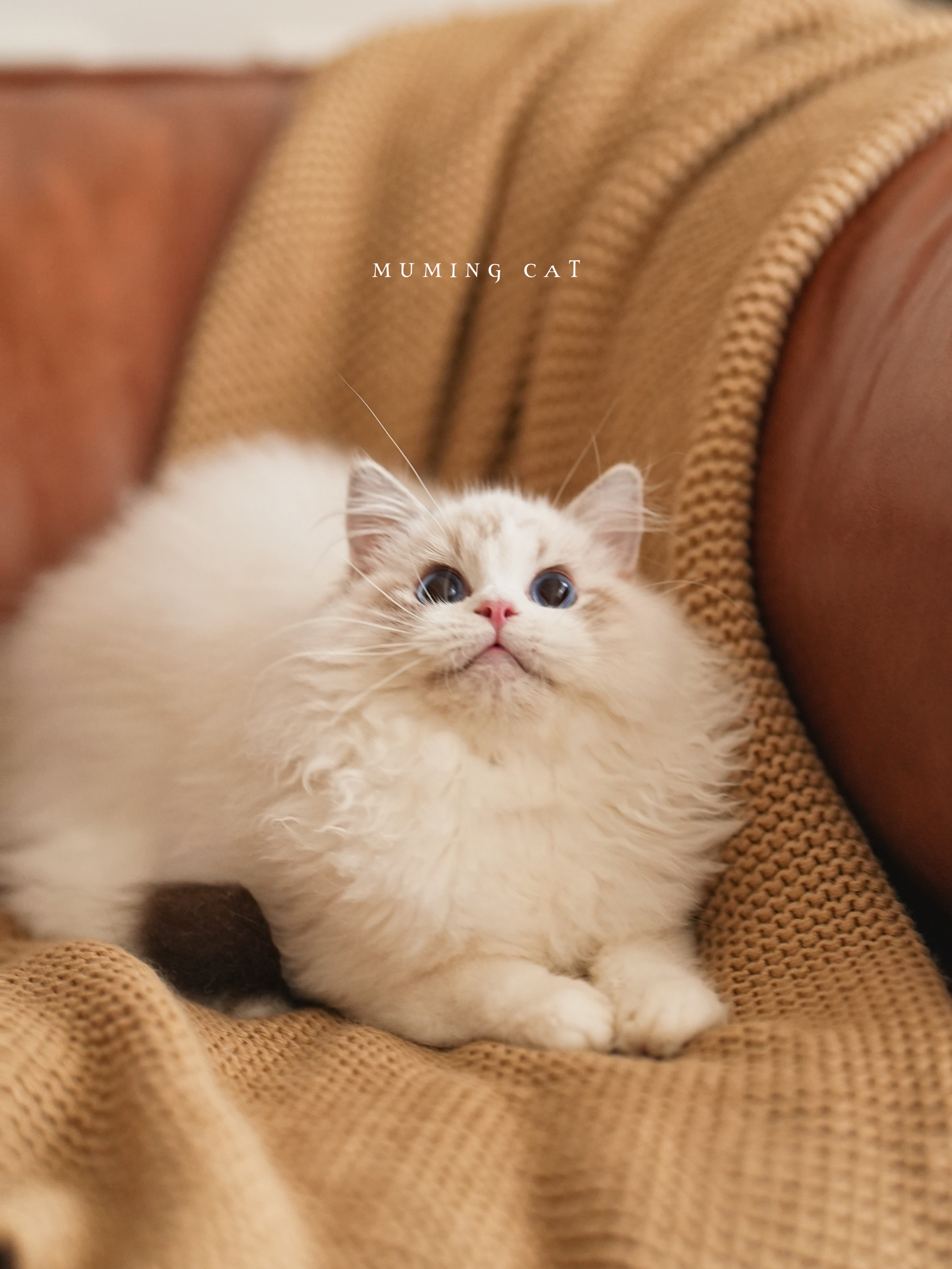 恩佐 8