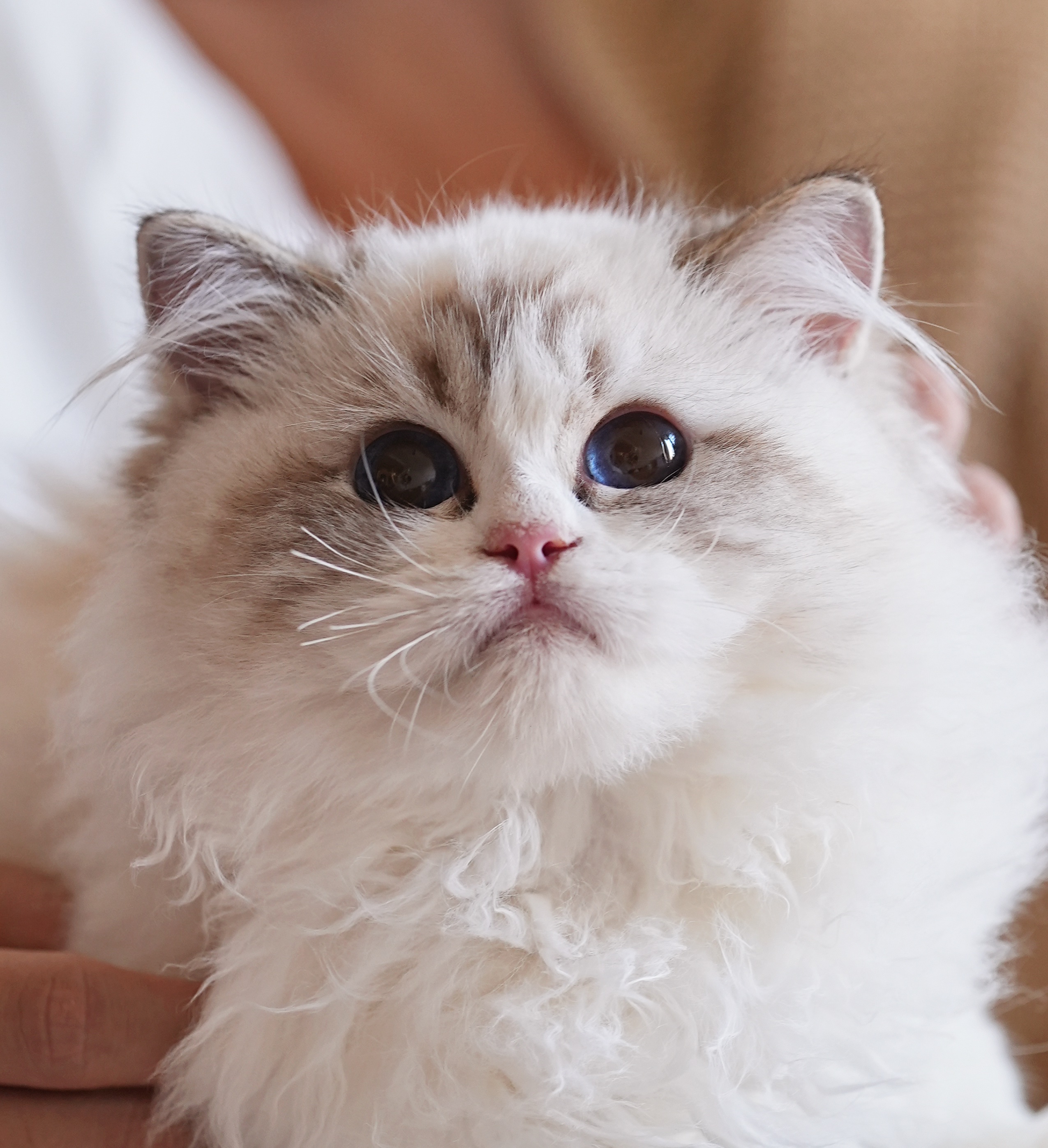 布偶猫舍