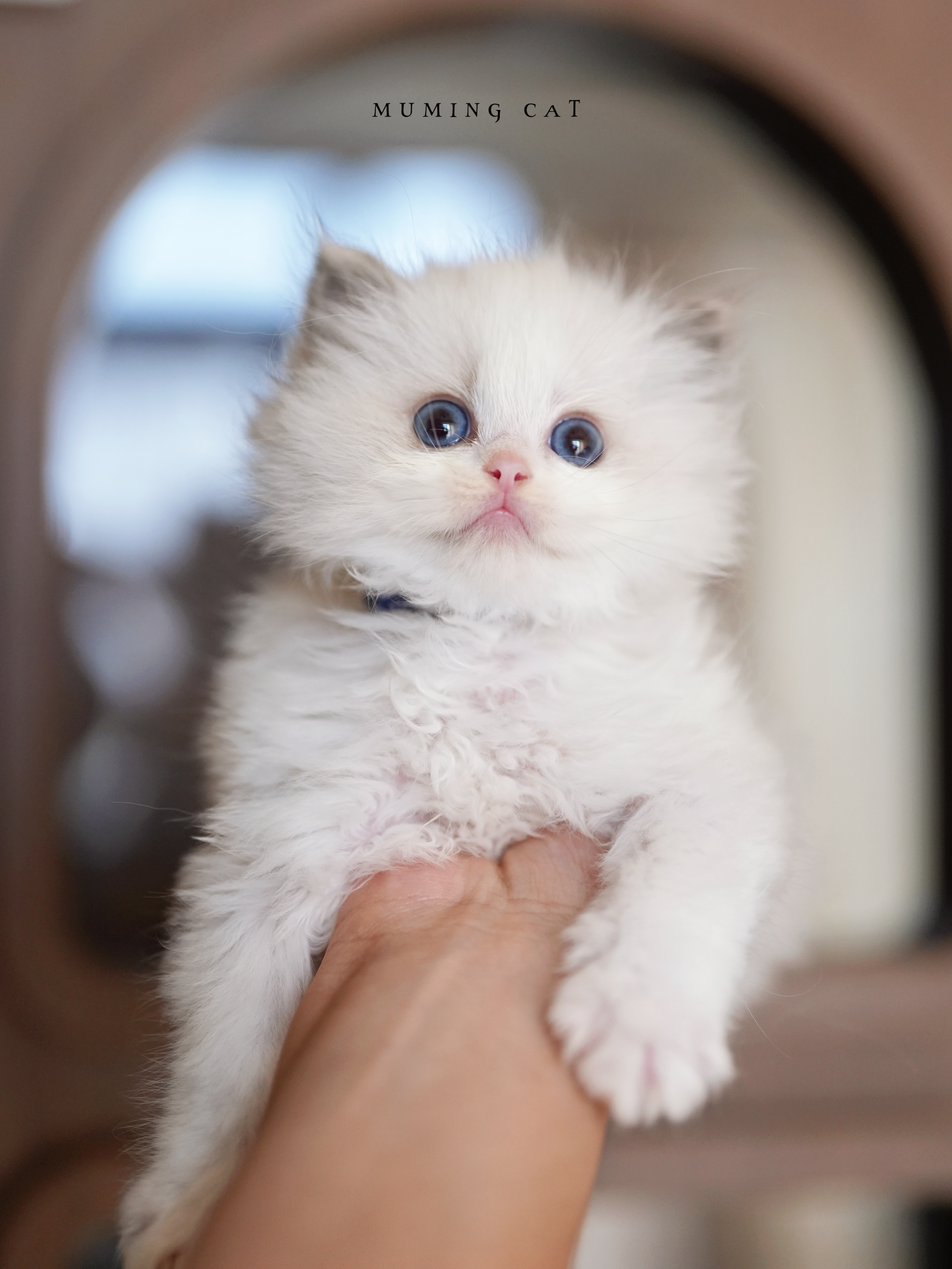 猫舍核心血第四代✨迎来了代表作
“天生丽质”“这小孩打小就漂亮”具像化了