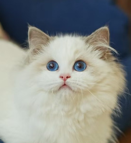 依依