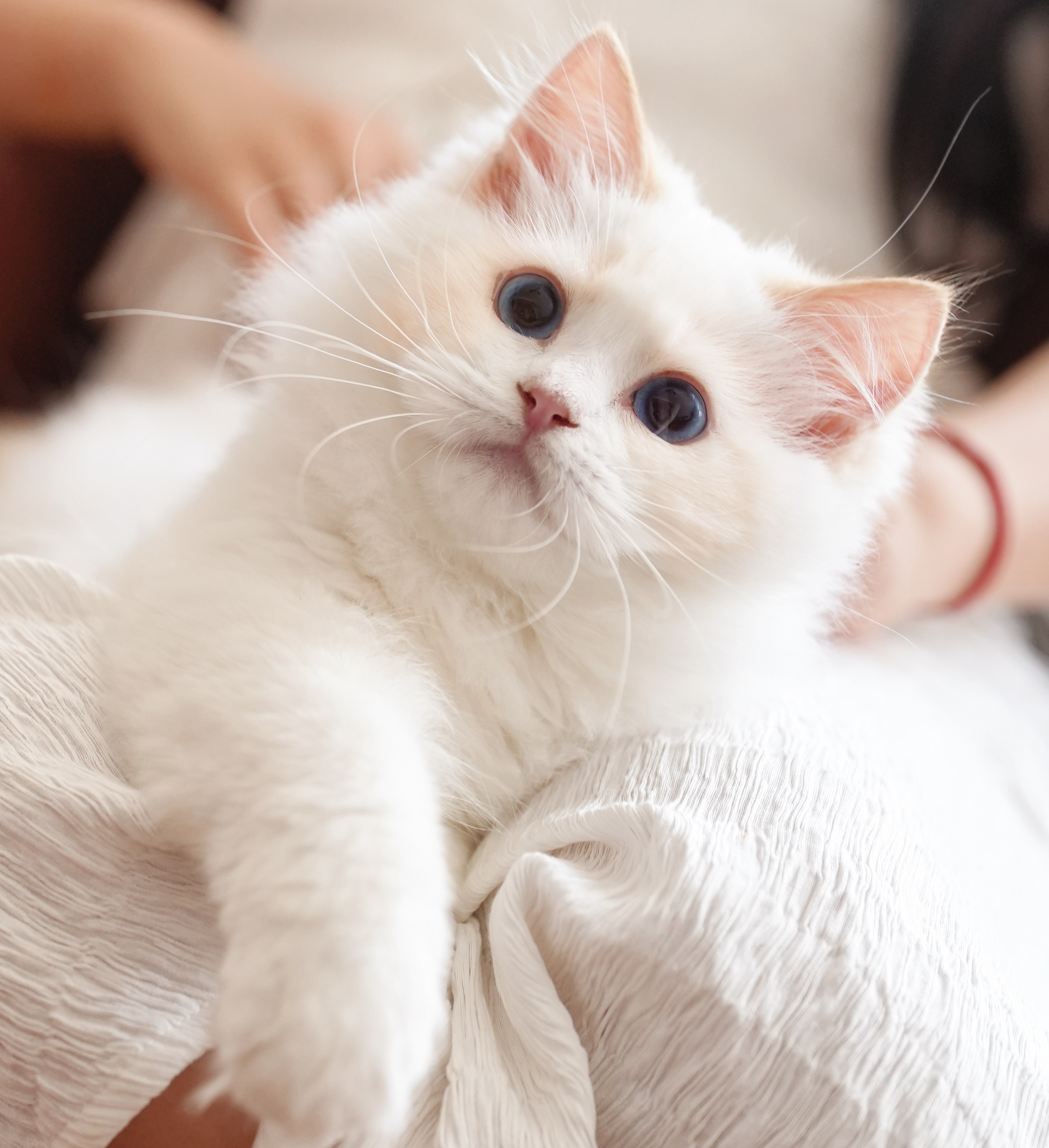 ❣️赤辰