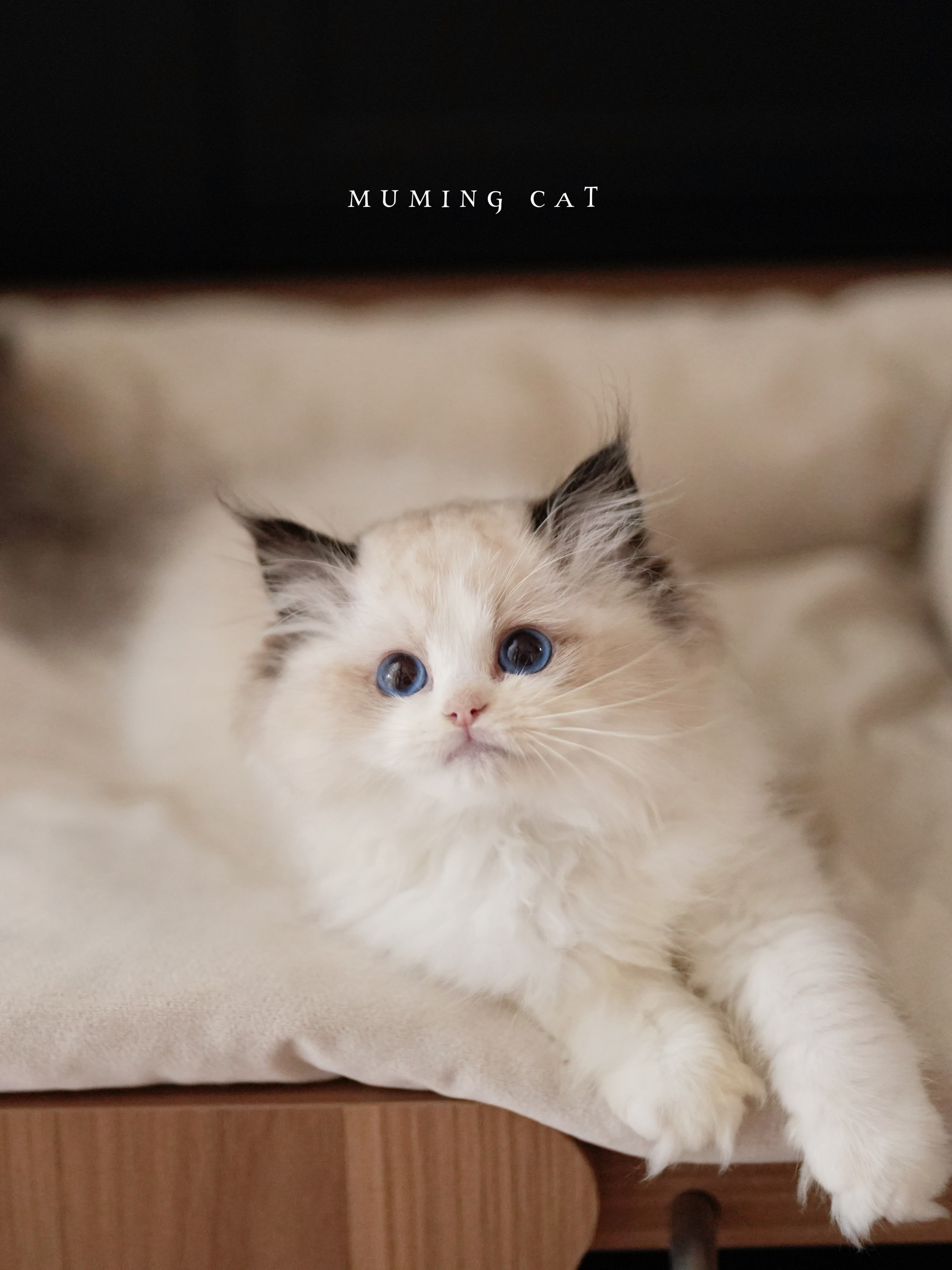 维尼