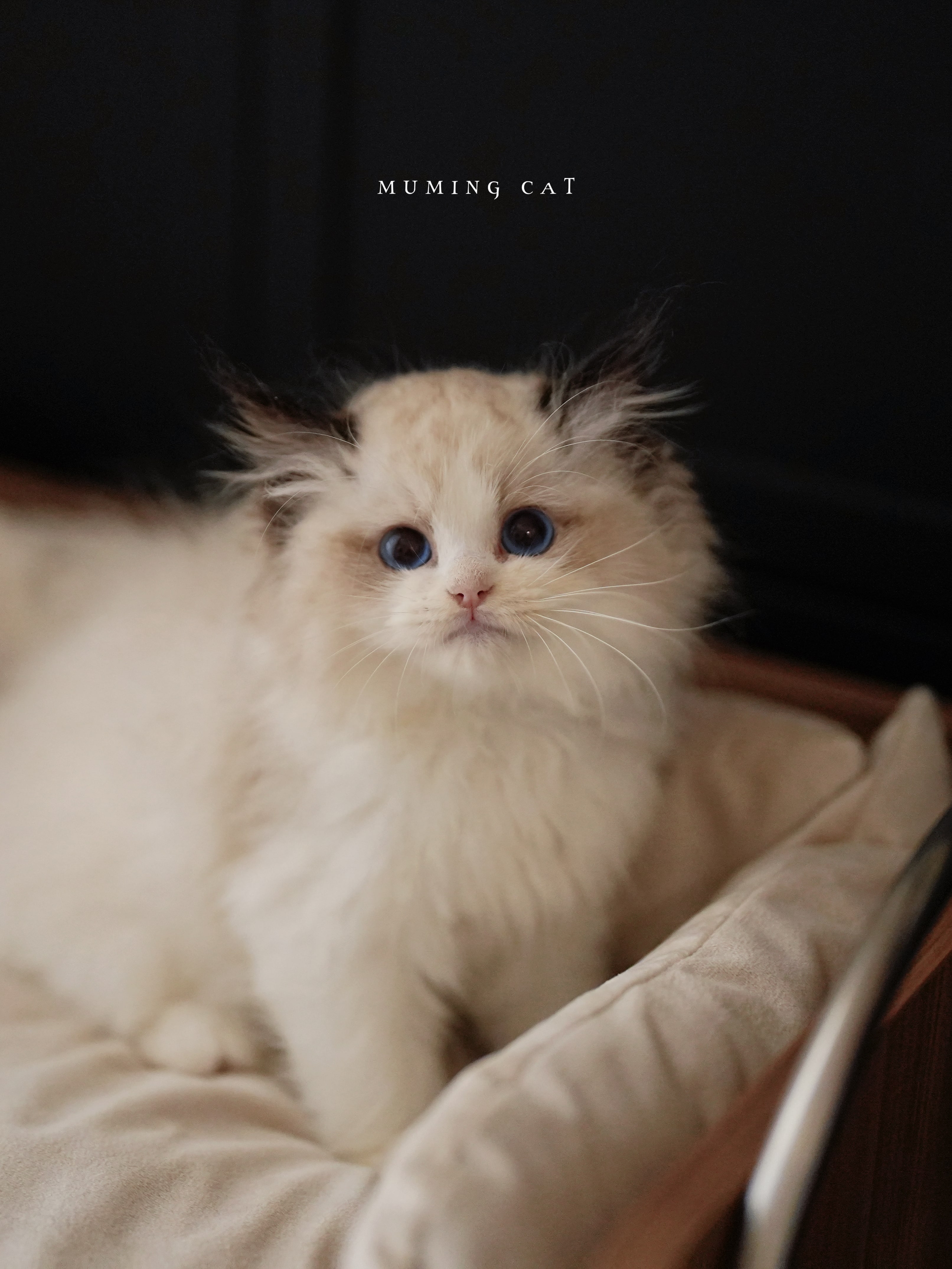 维尼 3
