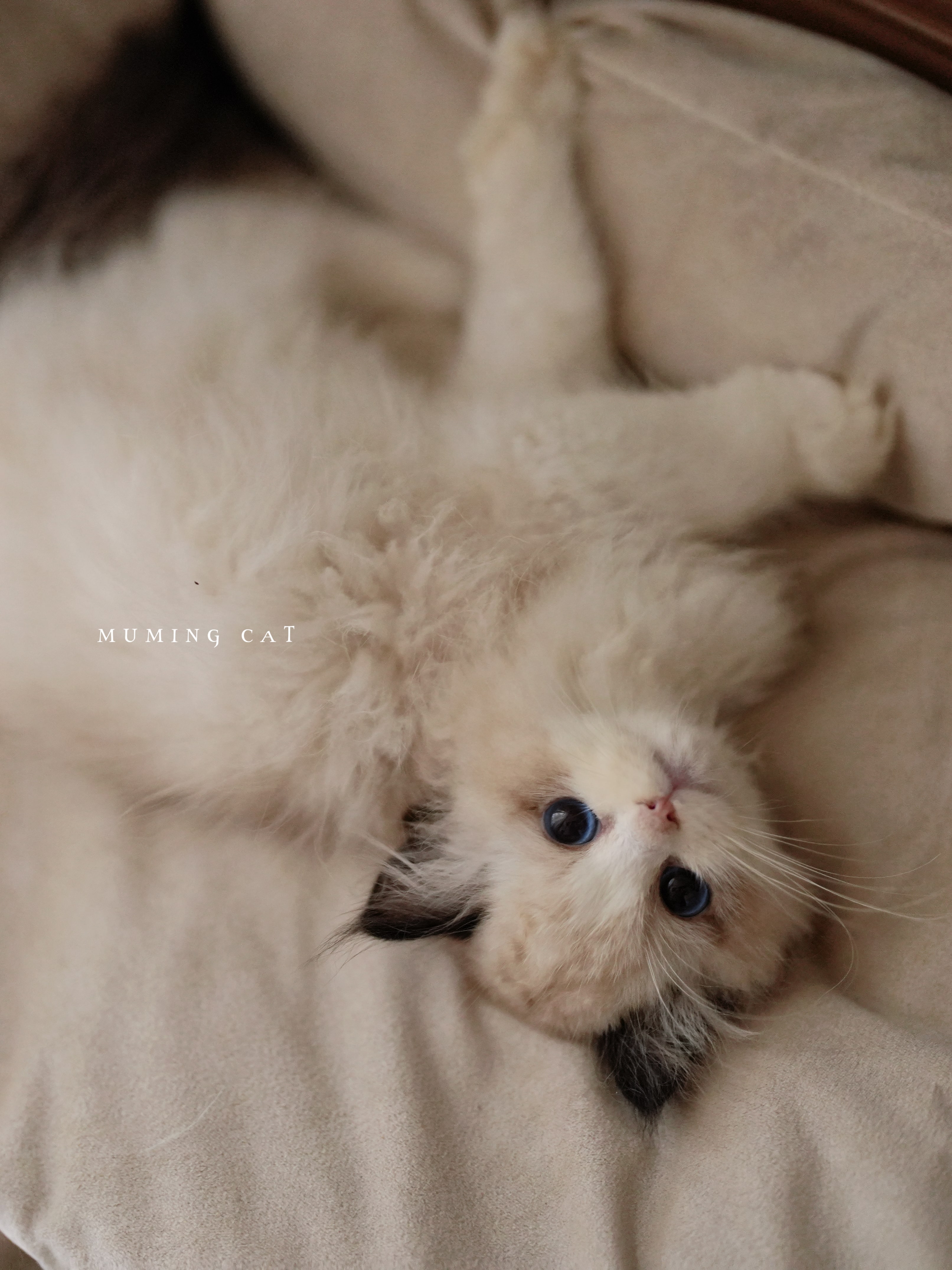 维尼 5