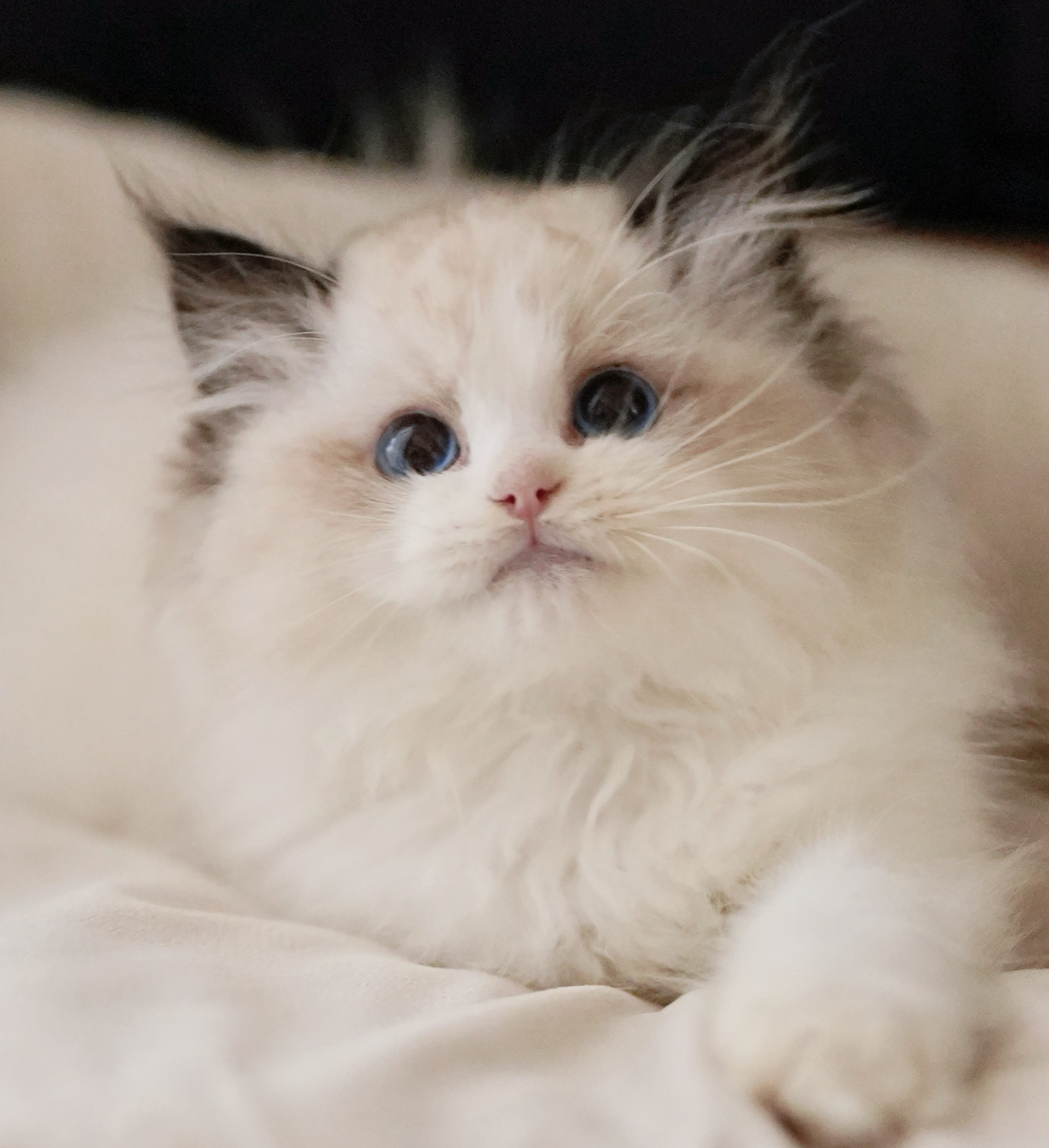 维尼