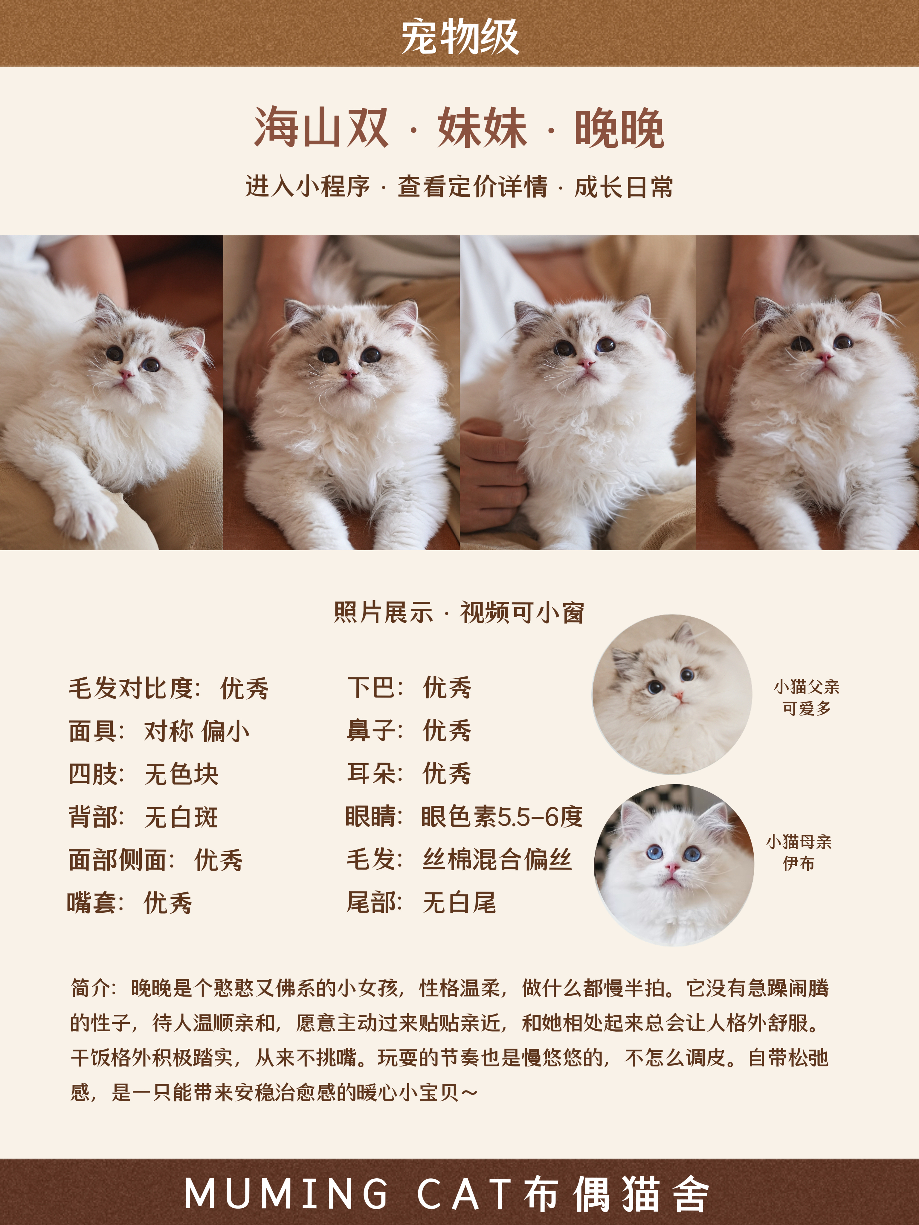 晚晚 6