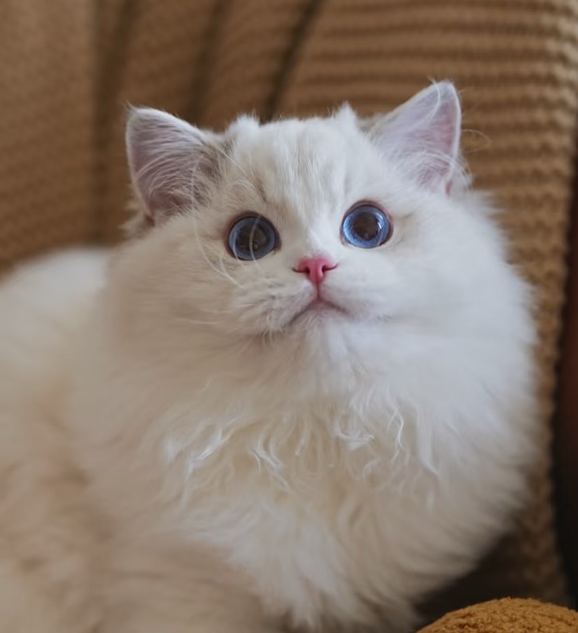 麦芽糖