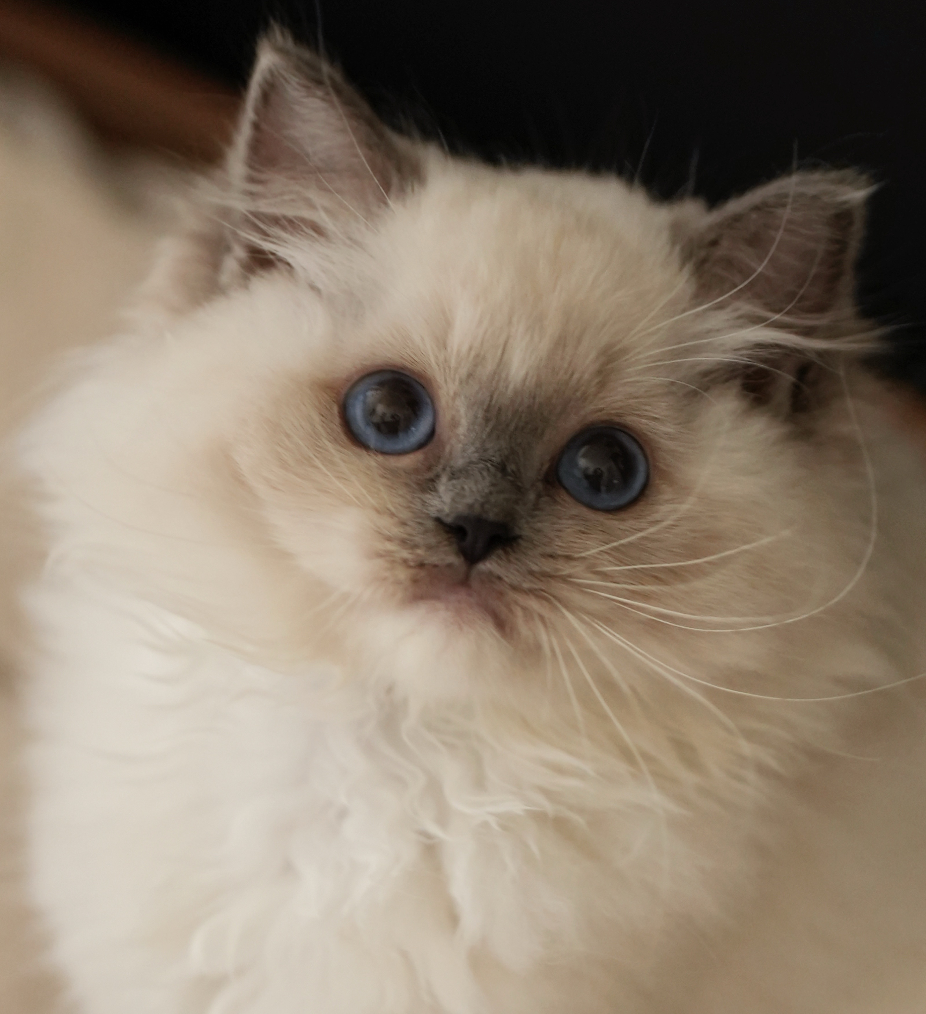 MUMING CAT