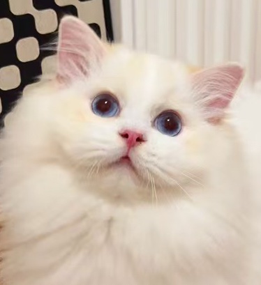 橘子