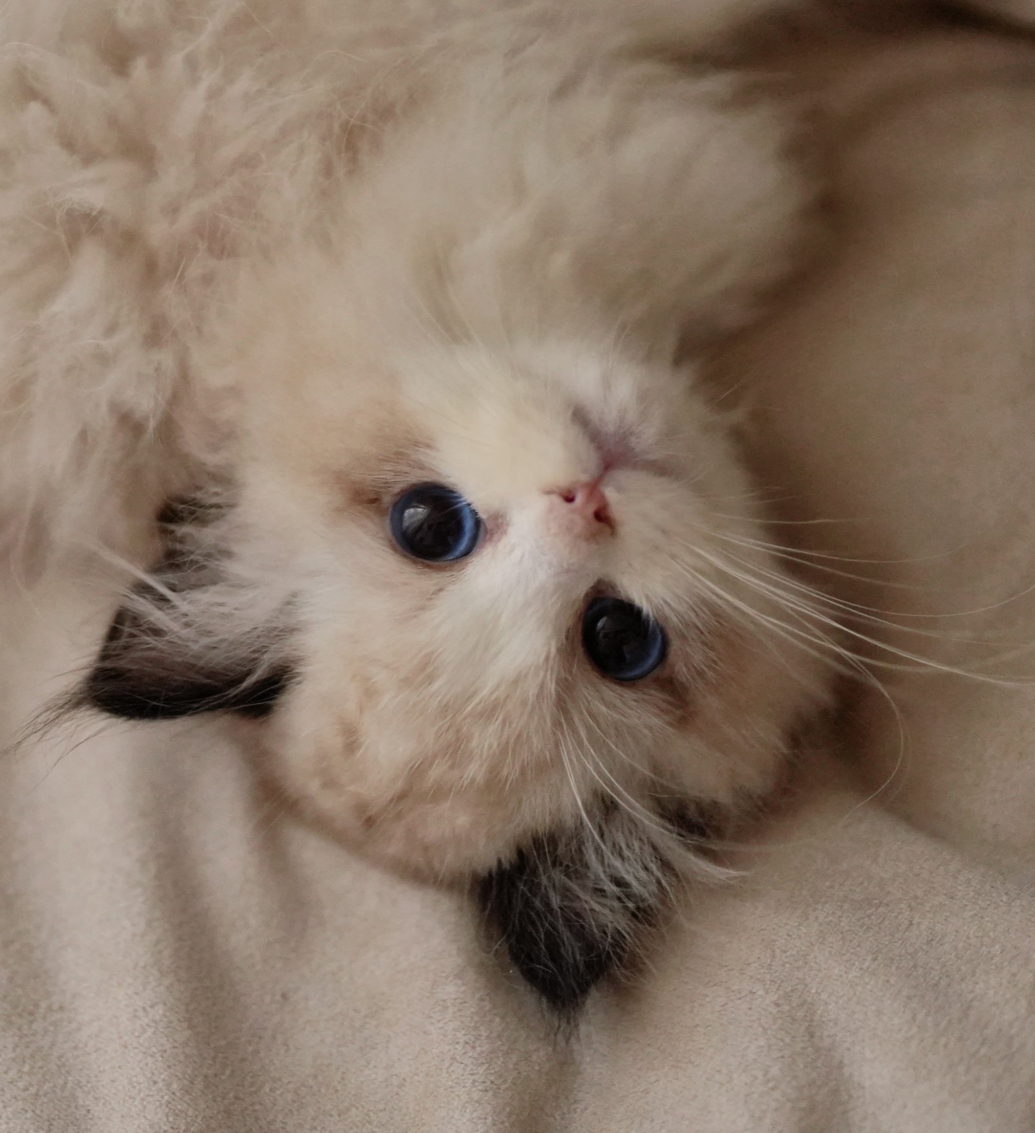 MUMING CAT