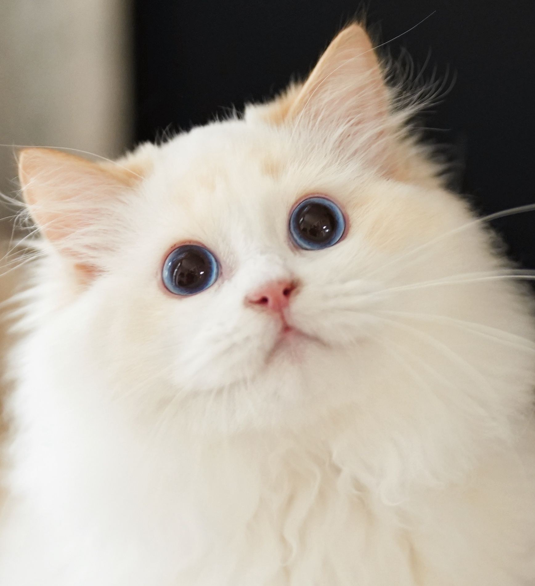 焰宸