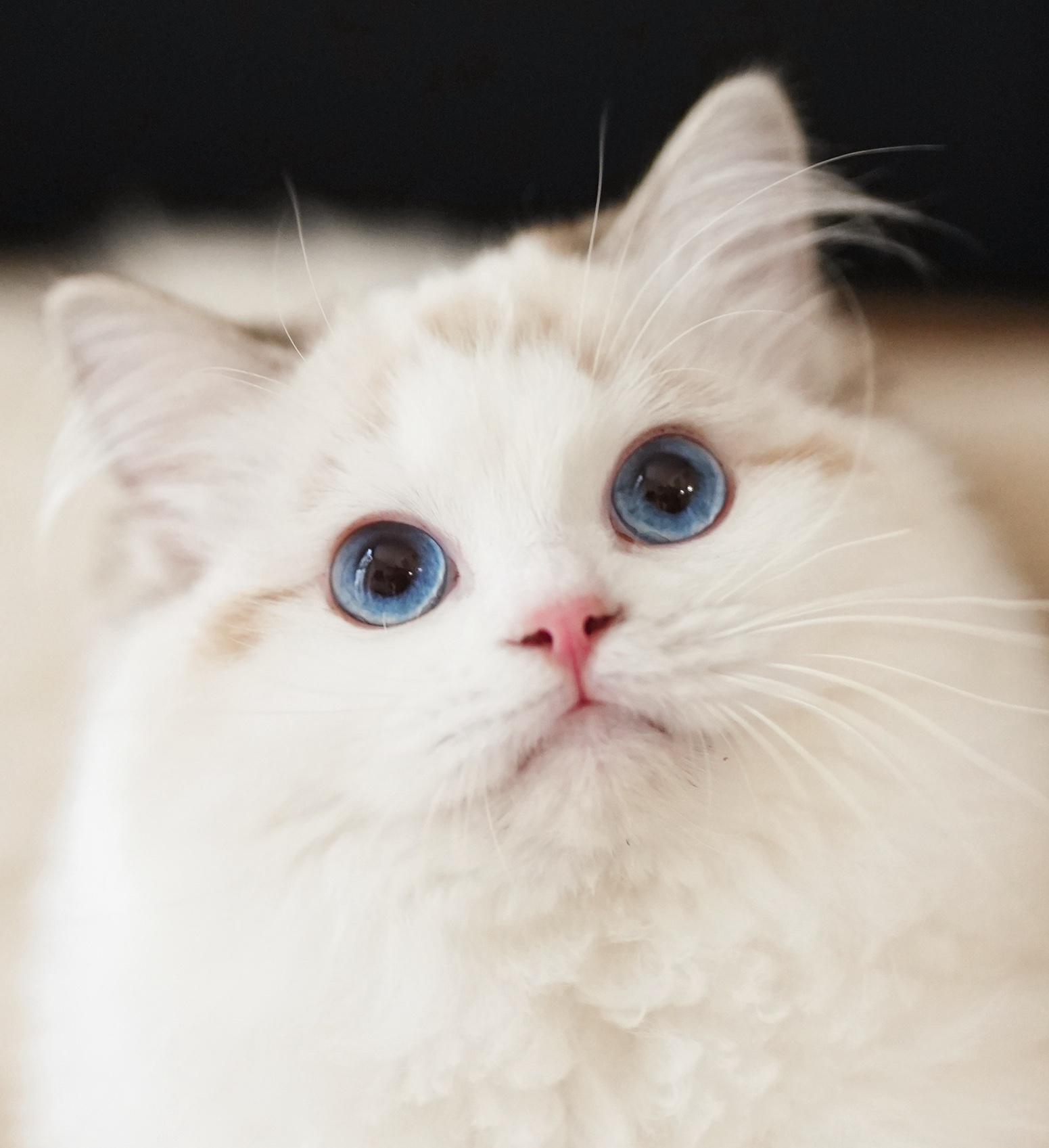 星琪 Kiki