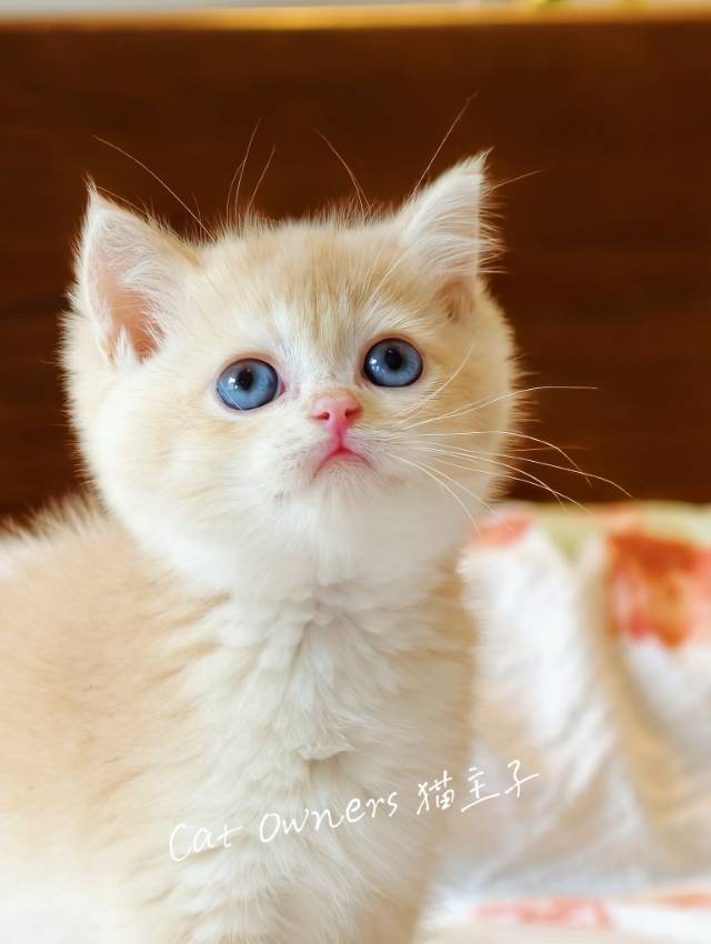 奶咖 3