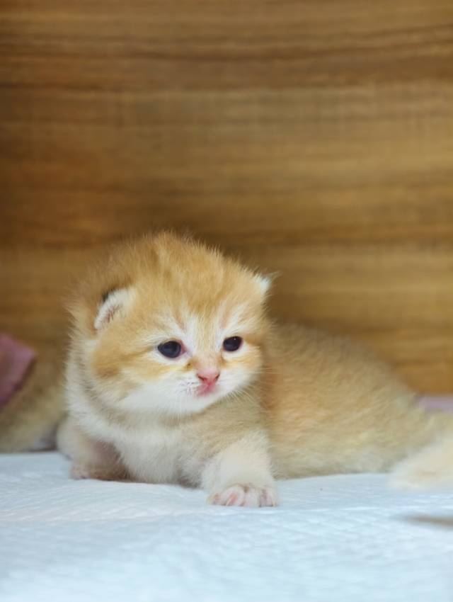 德芙