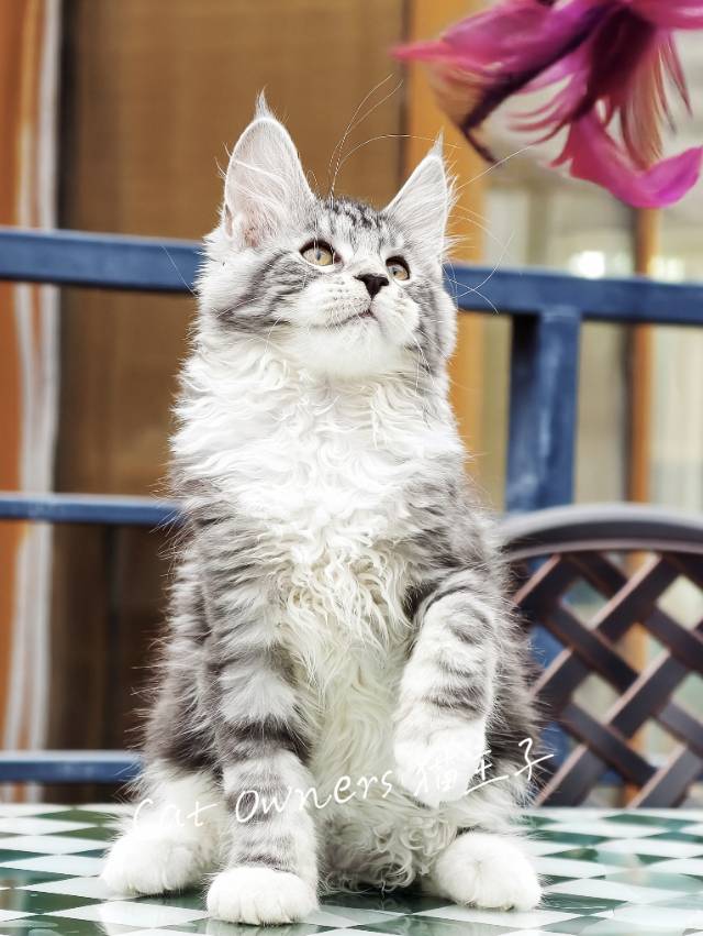 开心果
