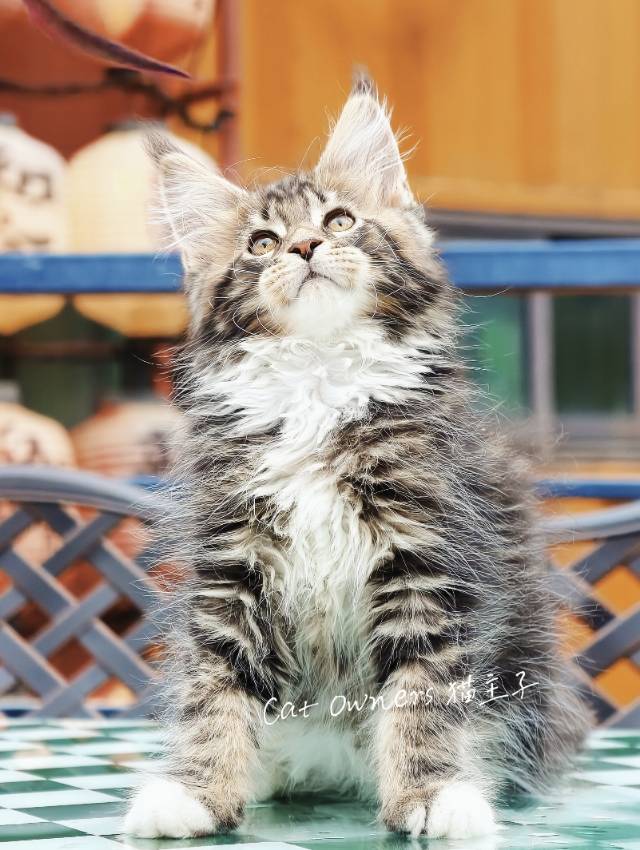 壮壮