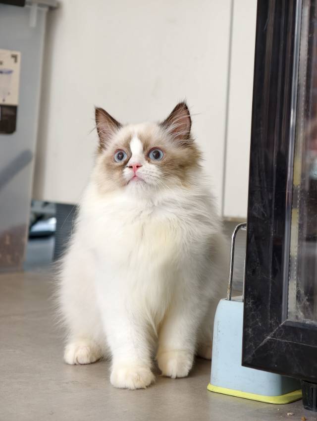 猪咪 5