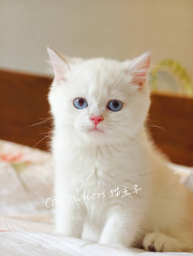 团子 3