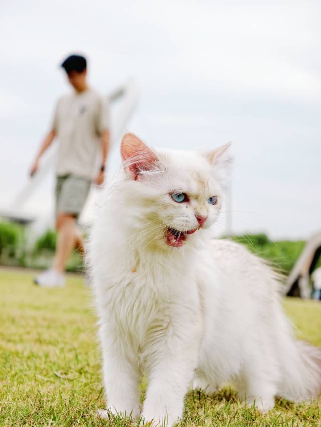 社会化训练