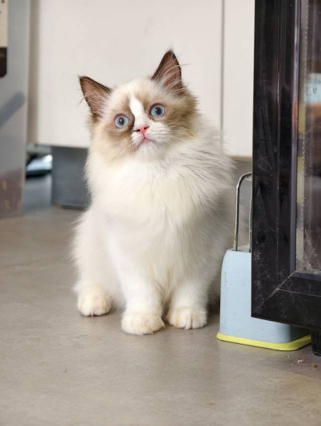 猪咪 6