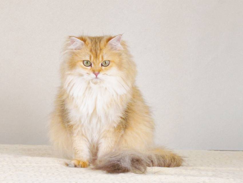 饺子