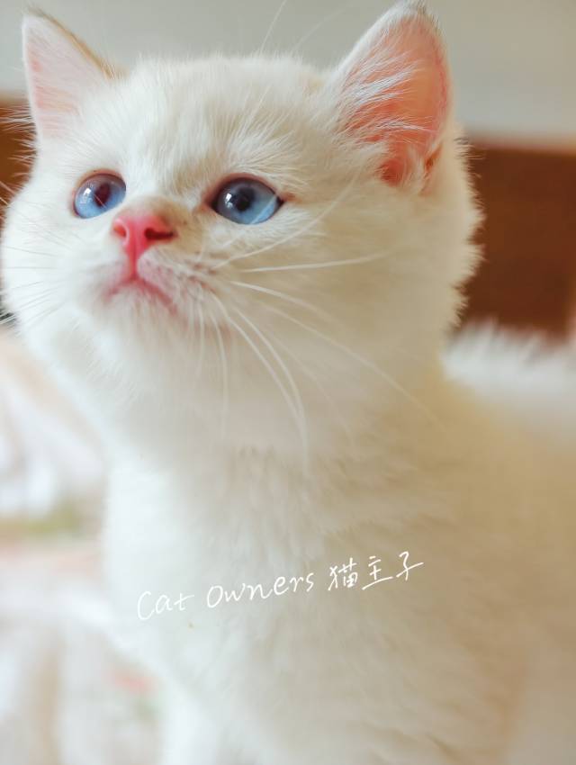 团子 5