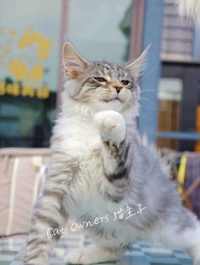 小西梅