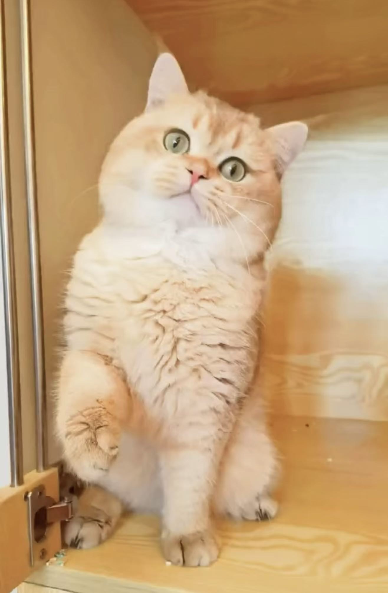 大熊