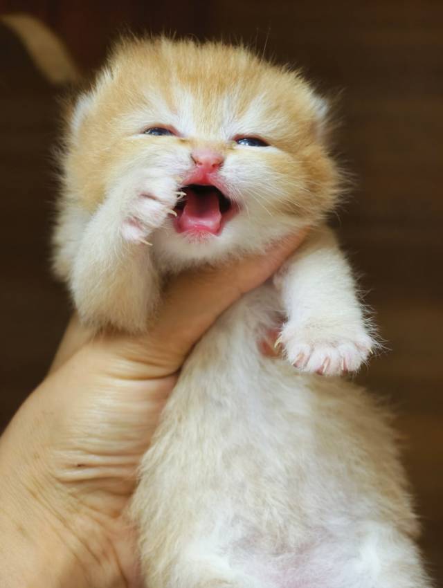 德芙 3