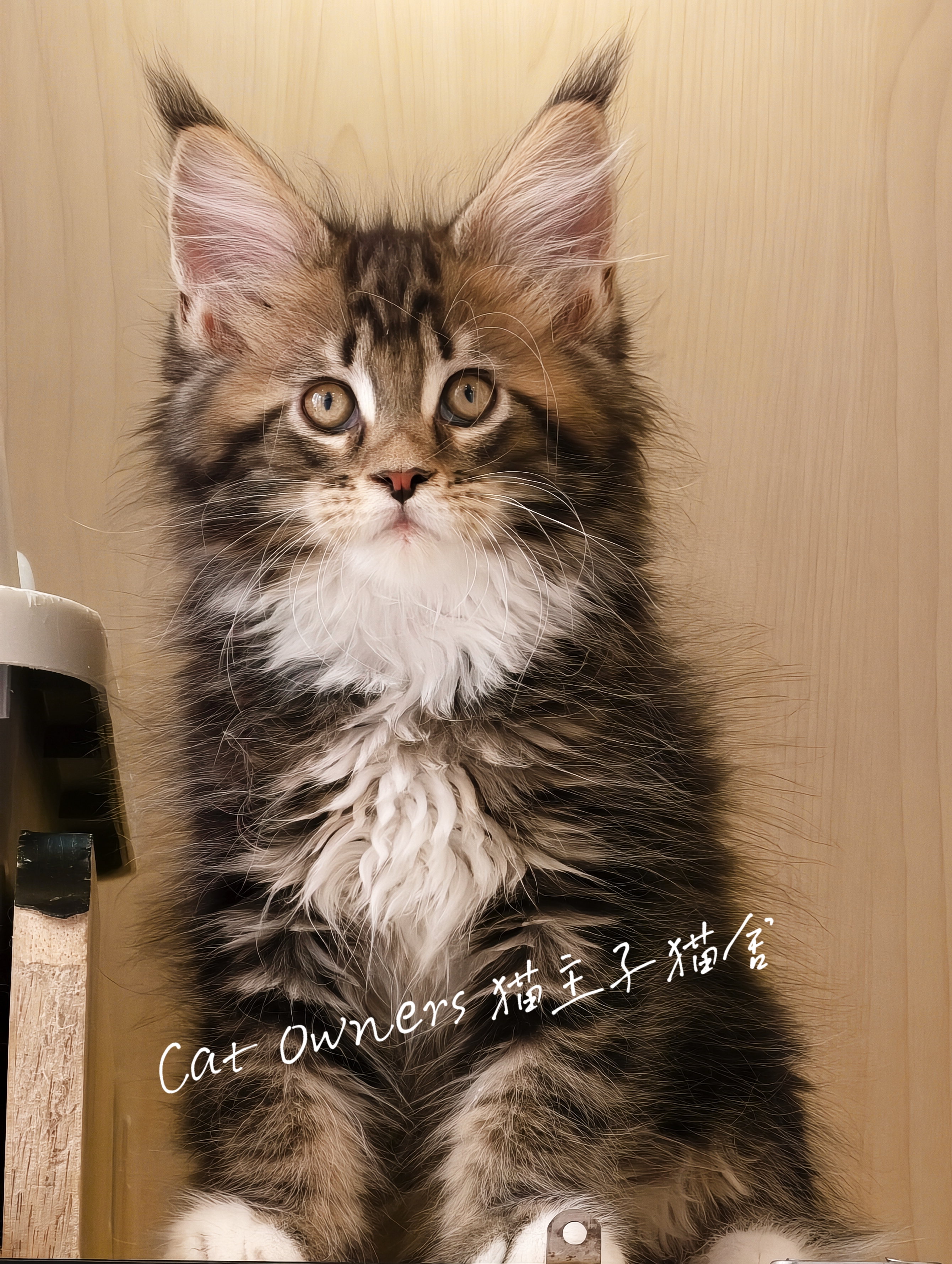 壮壮
