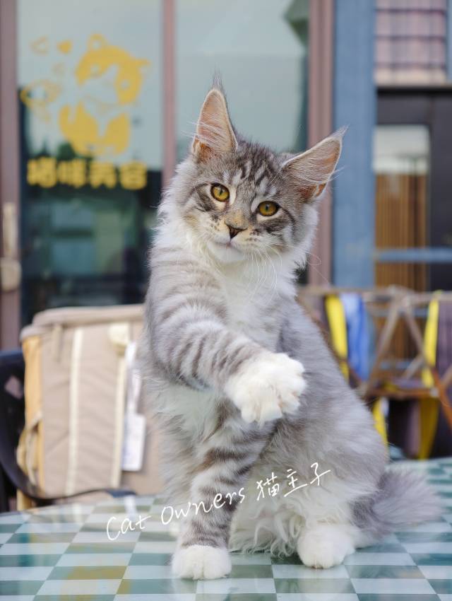 小西梅