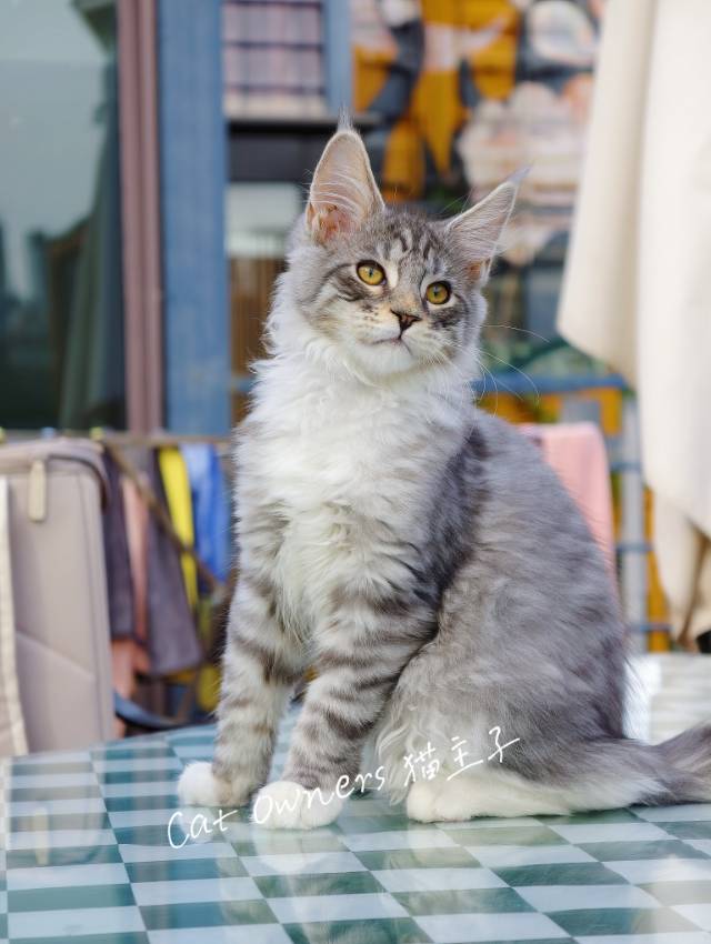 小西梅
