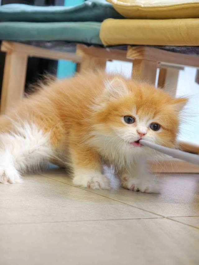 初次驯服逗猫棒