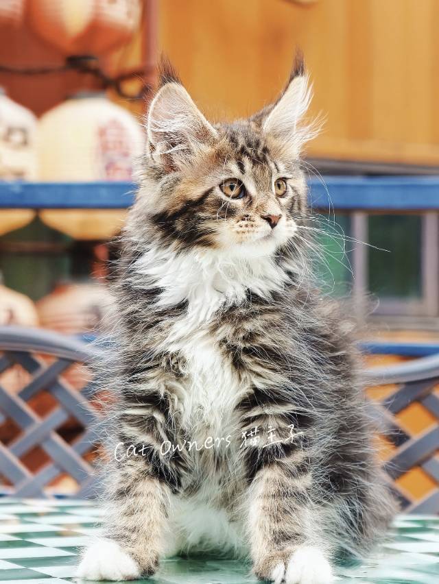 壮壮