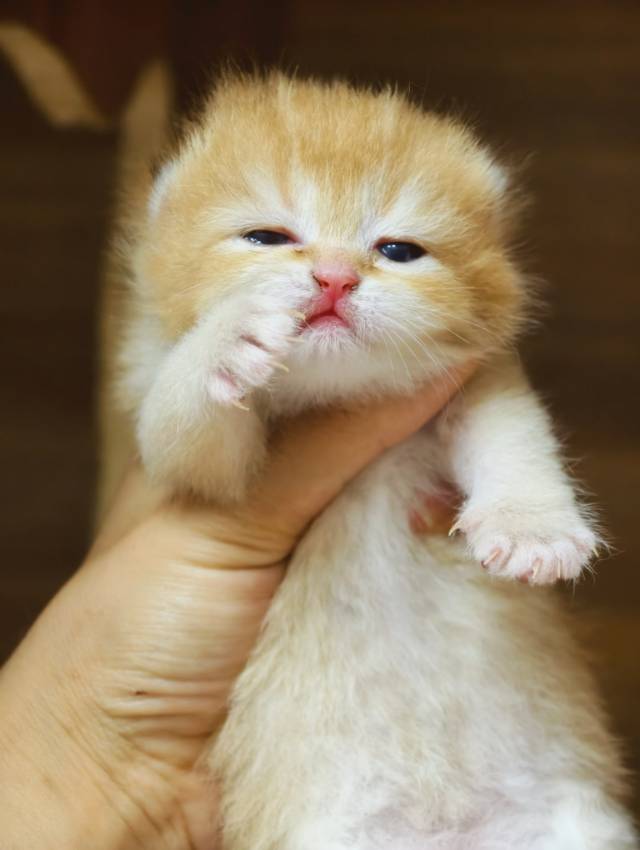 德芙 2